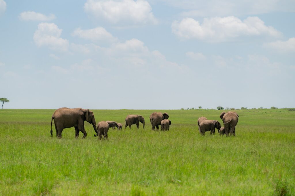 wildlife photograph by SidduVerse — SID05285